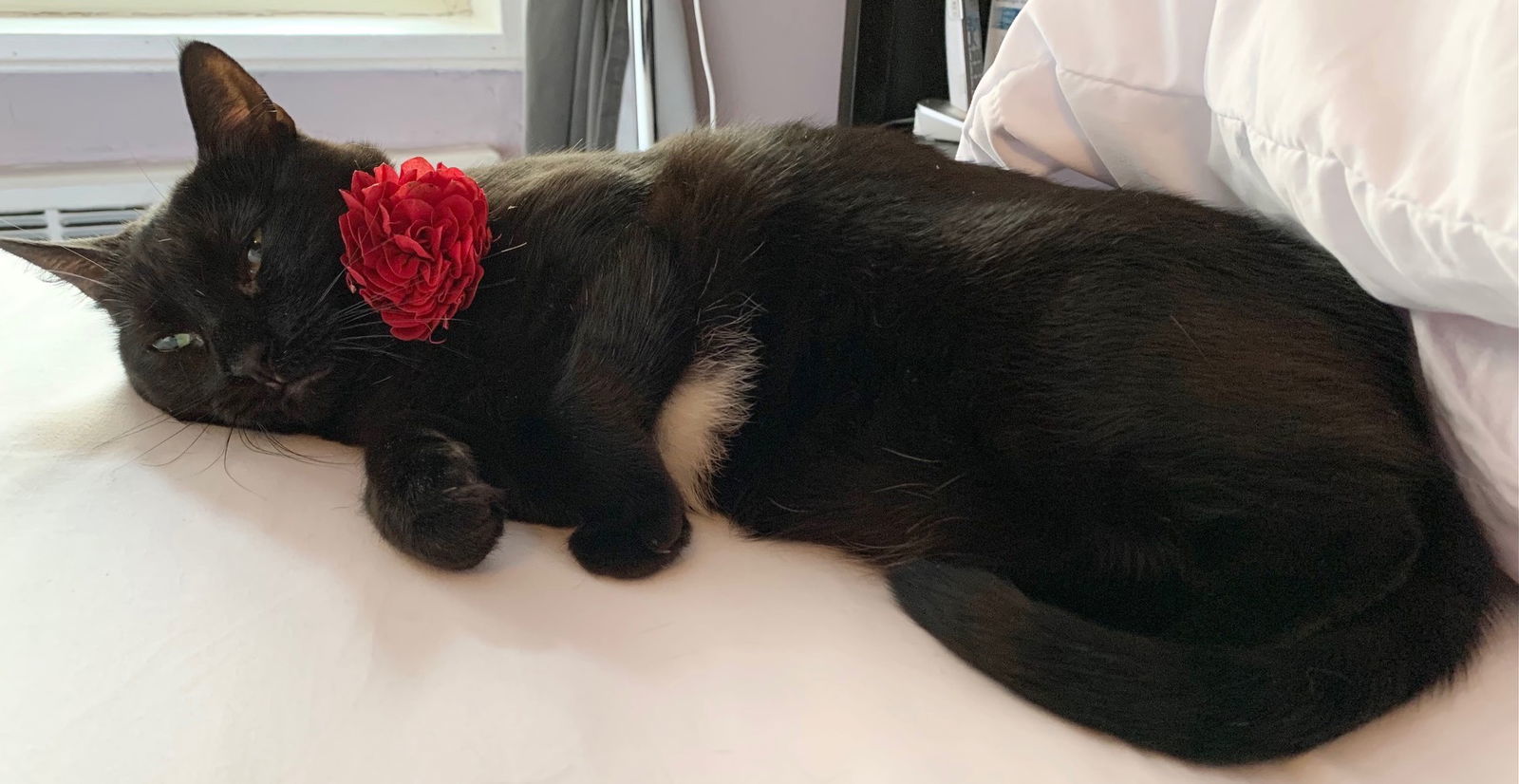 Sissi, an adoptable Domestic Short Hair in Flushing, NY, 11358 | Photo Image 2