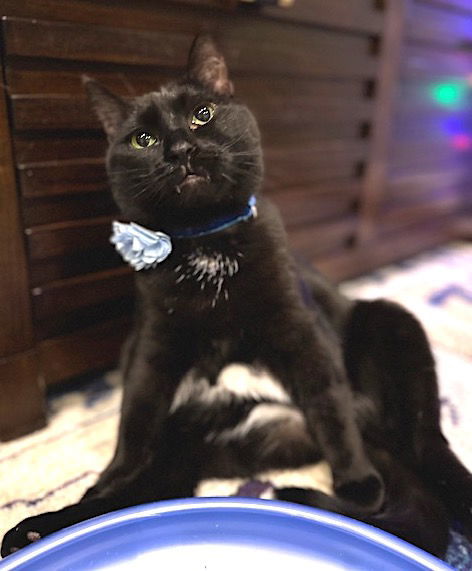 Sissi, an adoptable Domestic Short Hair in Flushing, NY, 11358 | Photo Image 3