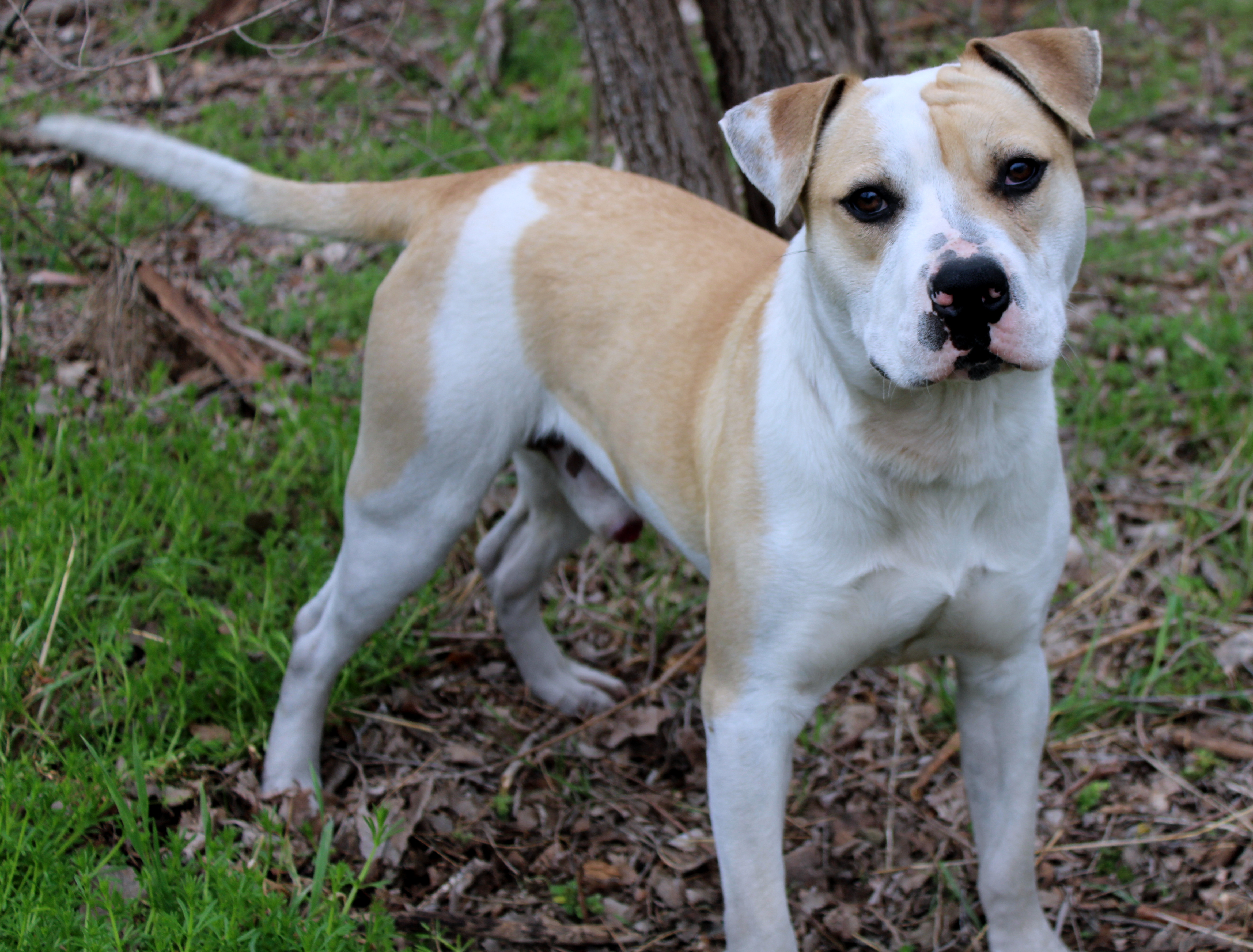 Buffalo, an adoptable American Bulldog in Oklahoma City, OK, 73127 | Photo Image 2