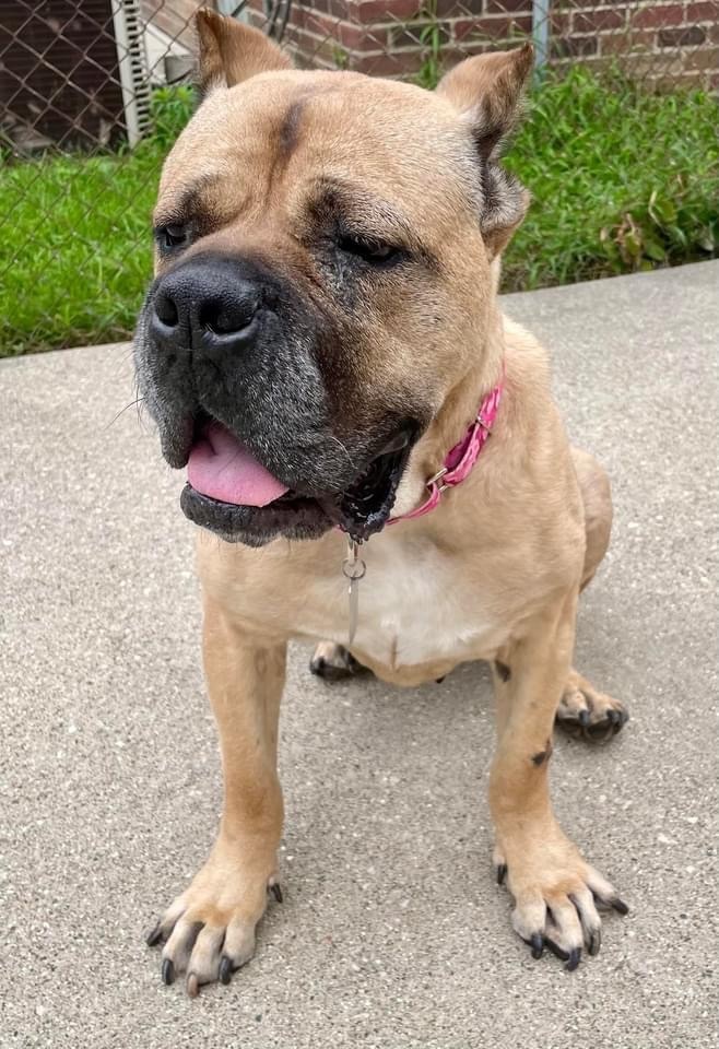 Agnes, an adoptable Cane Corso in Belleville, MI, 48111 | Photo Image 1