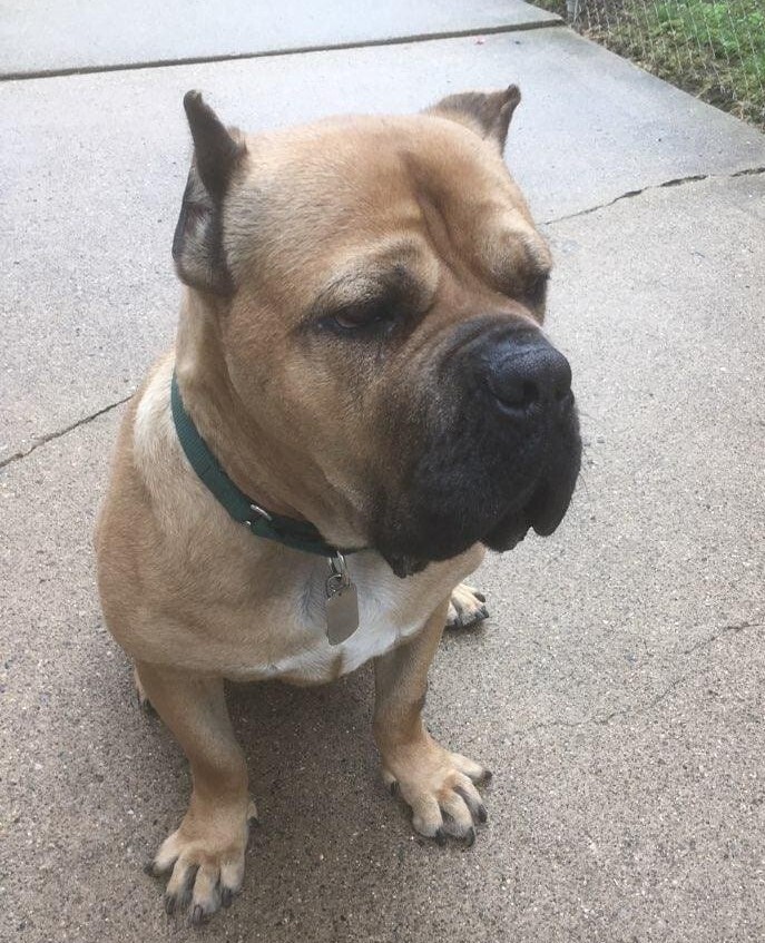 Agnes, an adoptable Cane Corso in Belleville, MI, 48111 | Photo Image 2