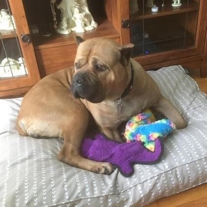 Agnes, an adoptable Cane Corso in Belleville, MI, 48111 | Photo Image 3