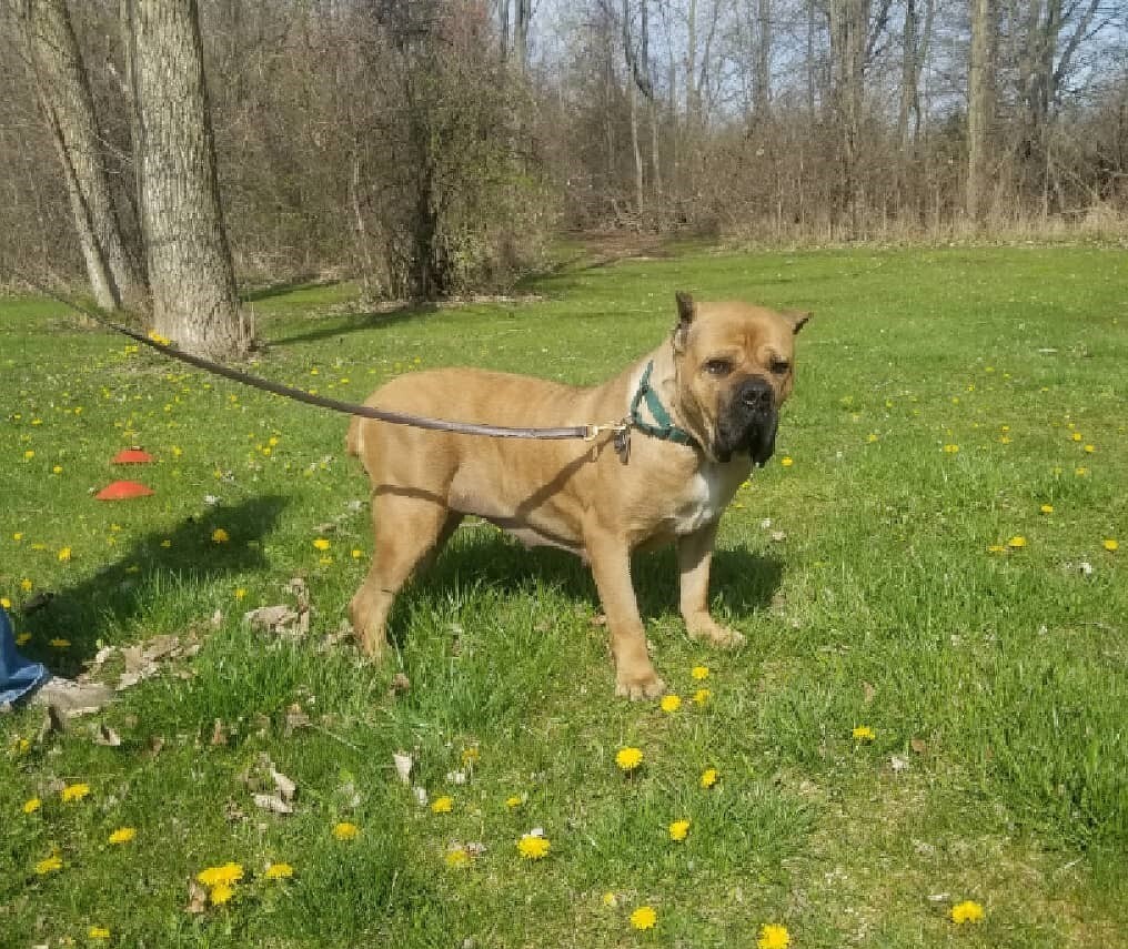 Agnes, an adoptable Cane Corso in Belleville, MI, 48111 | Photo Image 4