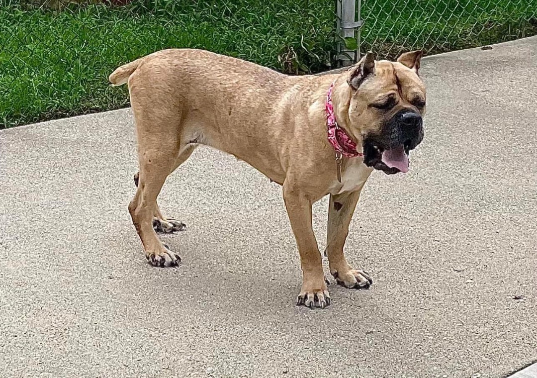 Agnes, an adoptable Cane Corso in Belleville, MI, 48111 | Photo Image 5