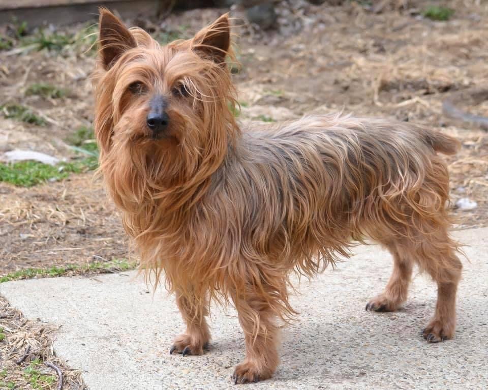 King Tut *Looking for a Forever Foster Home*, an adoptable Yorkshire Terrier in Florence, KY, 41022 | Photo Image 1