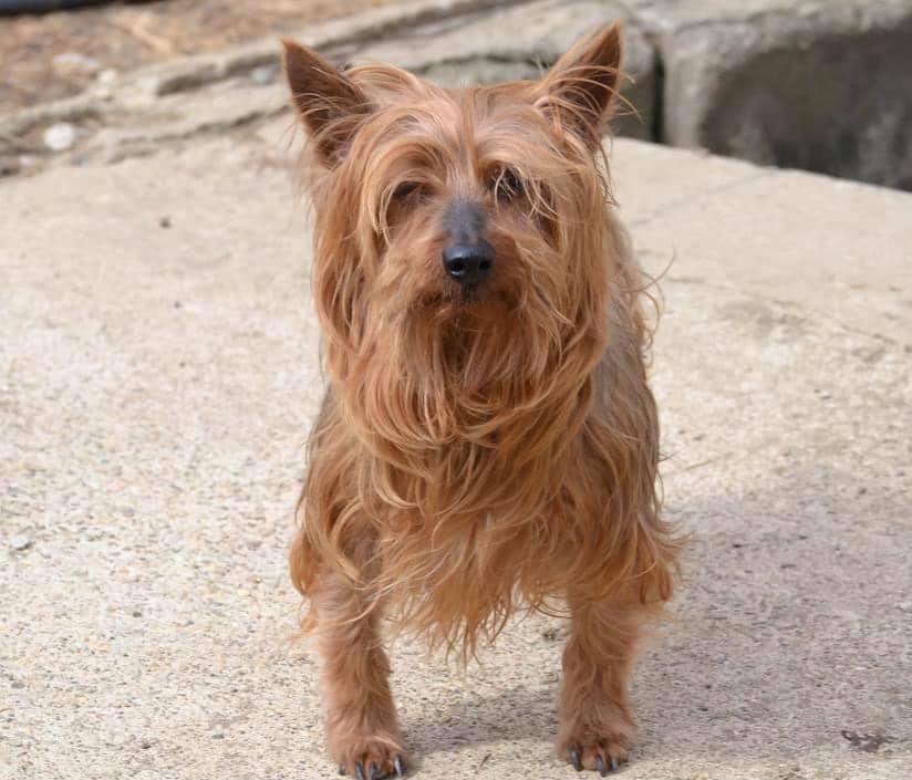 King Tut *Special Needs*, an adoptable Yorkshire Terrier in Florence, KY, 41022 | Photo Image 2