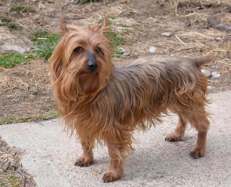King Tut *Special Needs*, an adoptable Yorkshire Terrier in Florence, KY, 41022 | Photo Image 3
