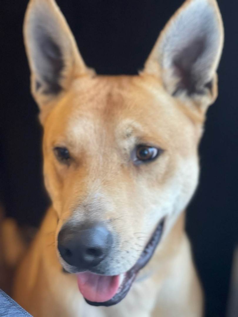 Zed , an adoptable Shepherd, Husky in Springfield, MO, 65802 | Photo Image 2