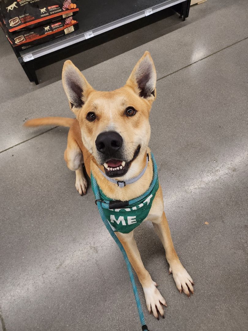 Zed , an adoptable Shepherd, Husky in Springfield, MO, 65802 | Photo Image 1