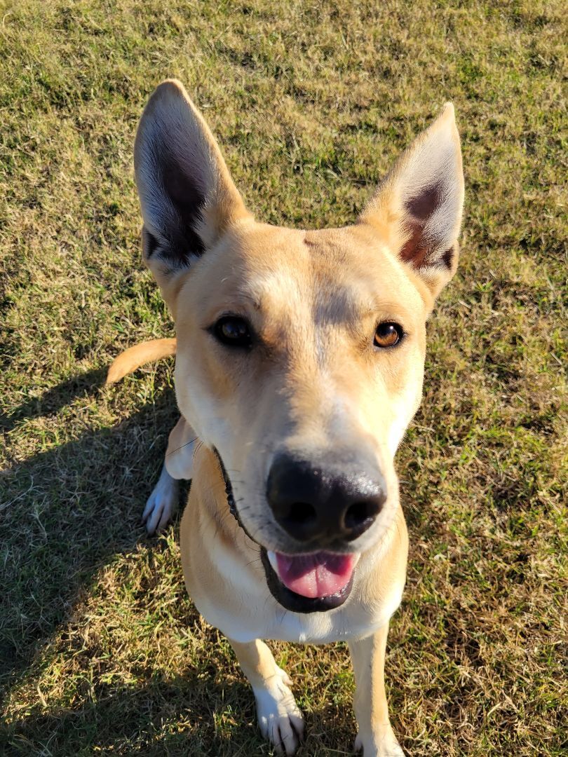 Zed , an adoptable Shepherd, Husky in Springfield, MO, 65802 | Photo Image 4