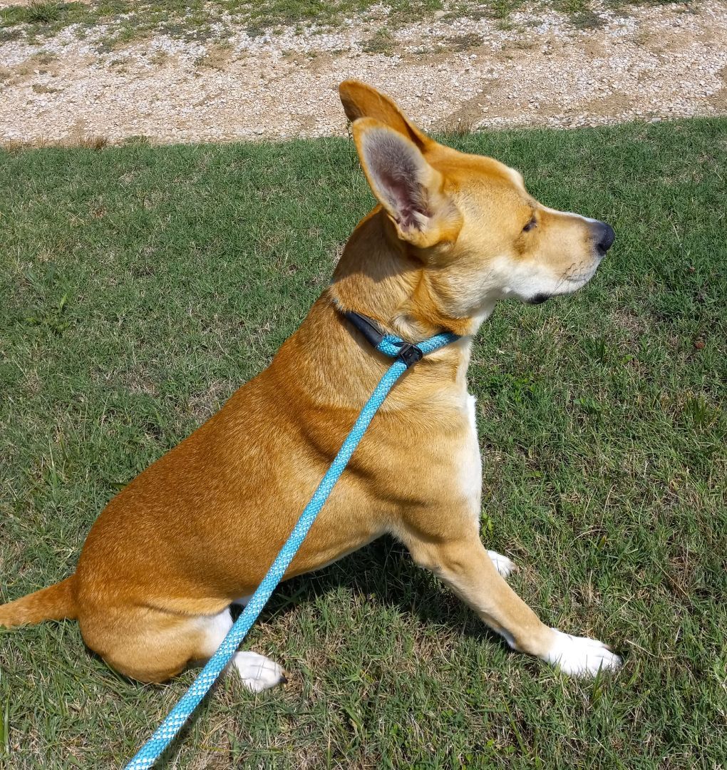 Zed , an adoptable Shepherd, Husky in Springfield, MO, 65802 | Photo Image 6