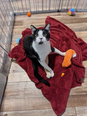 COURTESY POSTING Name Toby Approx Age 1 year Hi Im Toby I was rescued from the streets as a b