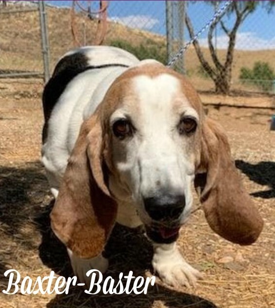 Petfinder best sale basset hounds