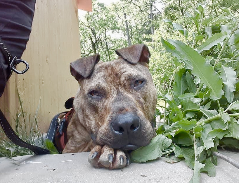 Herman, an adoptable Mastiff in Georgetown, TN, 37336 | Photo Image 2