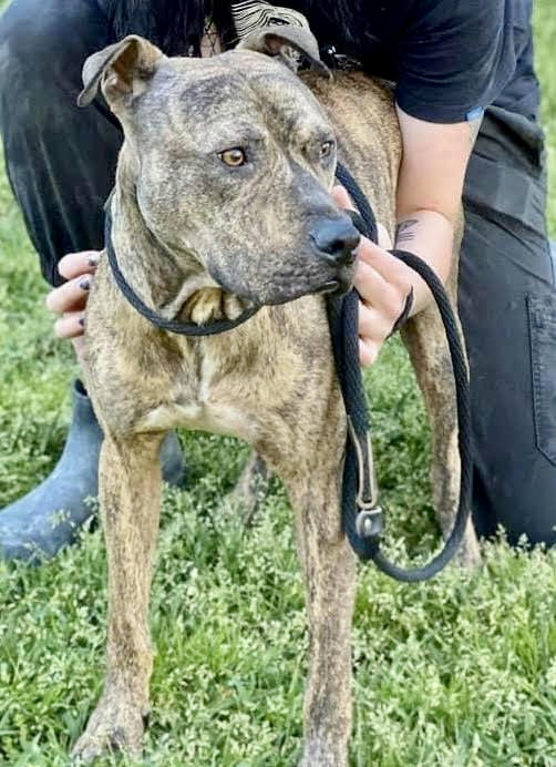 Herman, an adoptable Mastiff in Georgetown, TN, 37336 | Photo Image 1