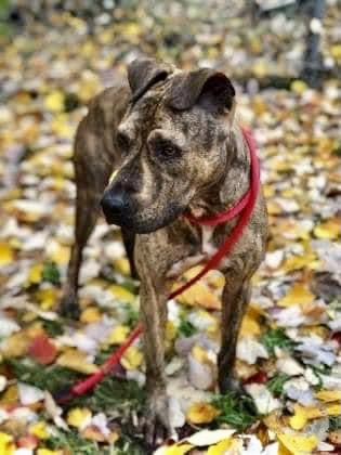 Herman, an adoptable Mastiff in Georgetown, TN, 37336 | Photo Image 3