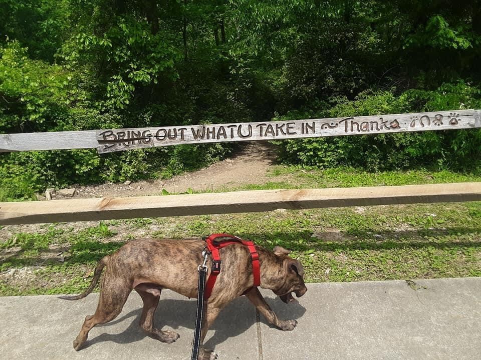 Herman, an adoptable Mastiff in Georgetown, TN, 37336 | Photo Image 4
