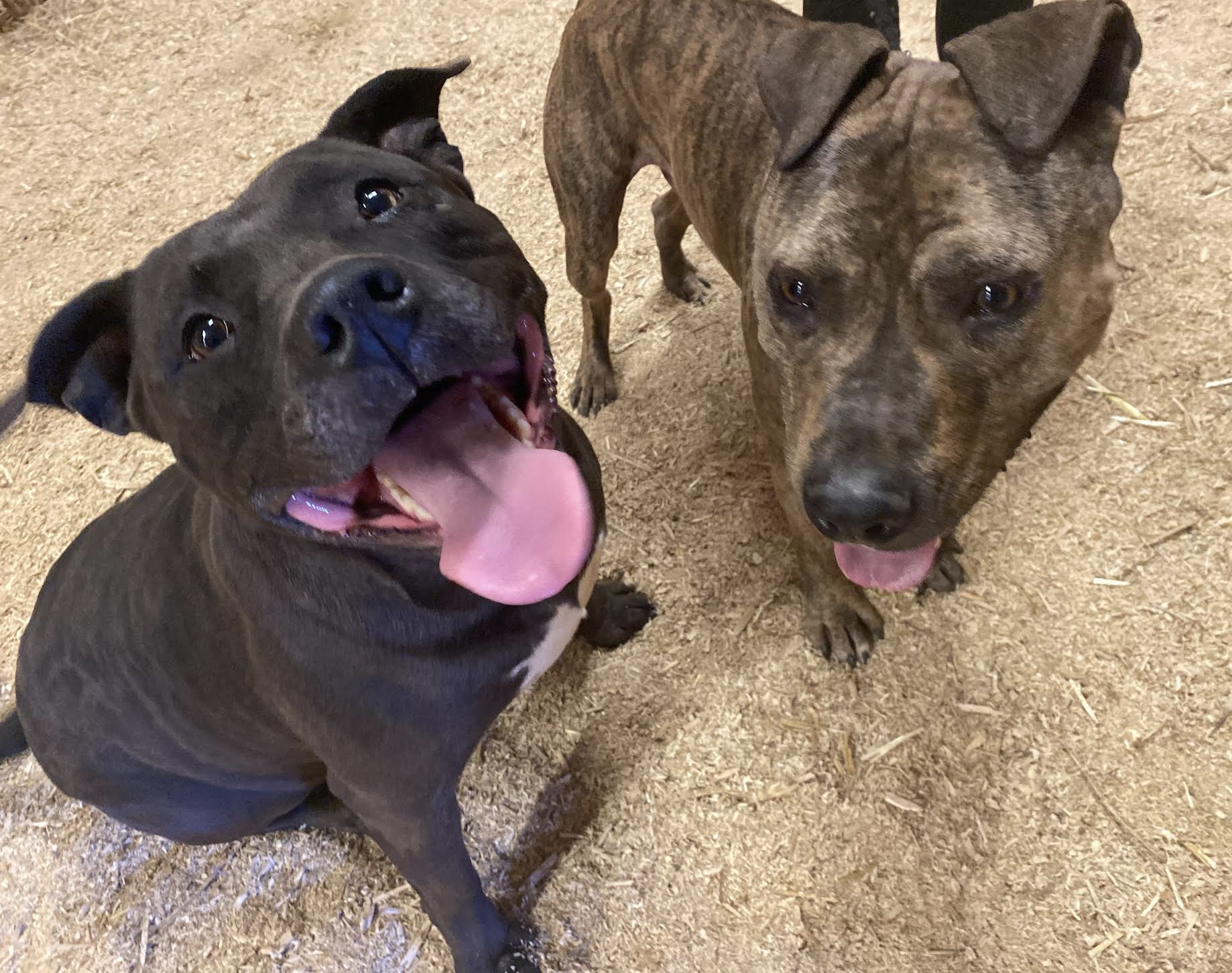 Herman, an adoptable Mastiff in Georgetown, TN, 37336 | Photo Image 5