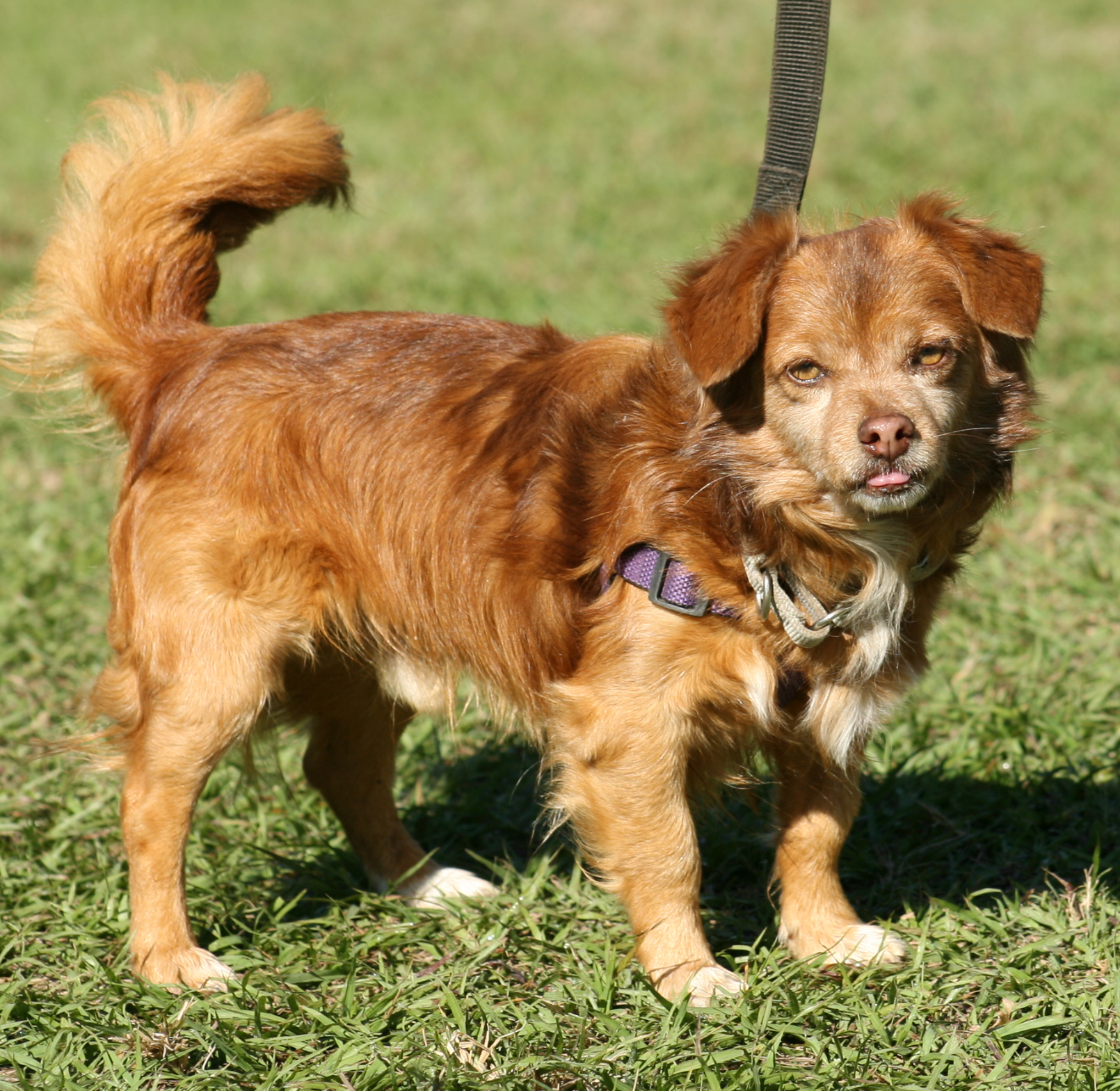 Oso, an adoptable Chihuahua in North Fort Myers, FL, 33917 | Photo Image 1