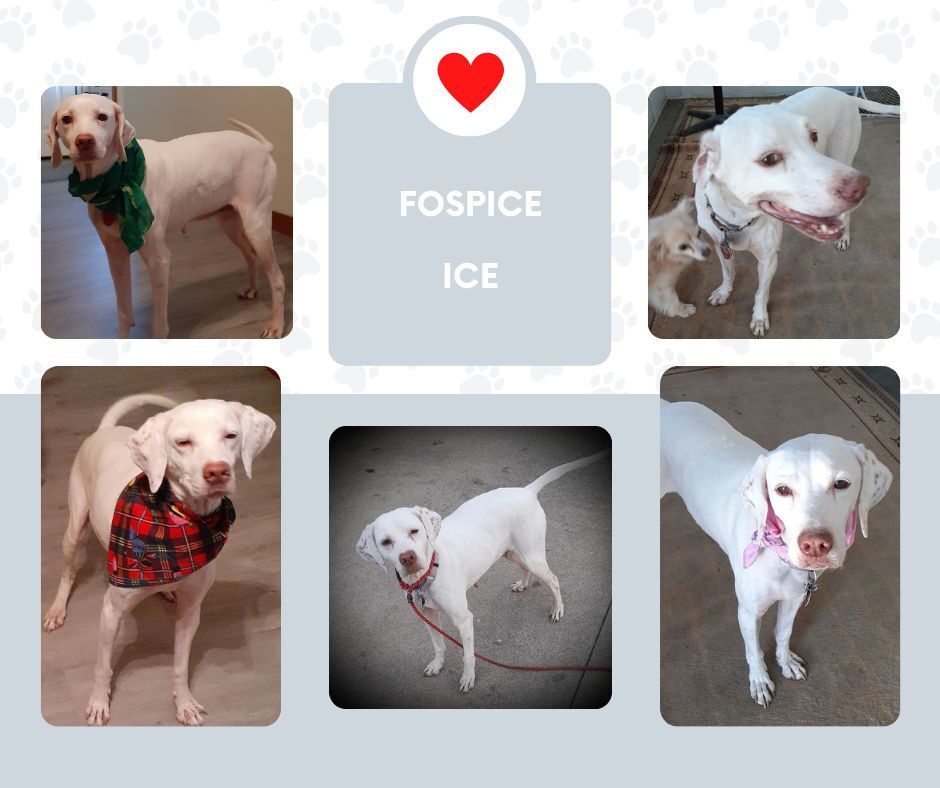 Fospice Ice (OH), an adoptable English Pointer in Bridgeton, NJ, 08332 | Photo Image 1