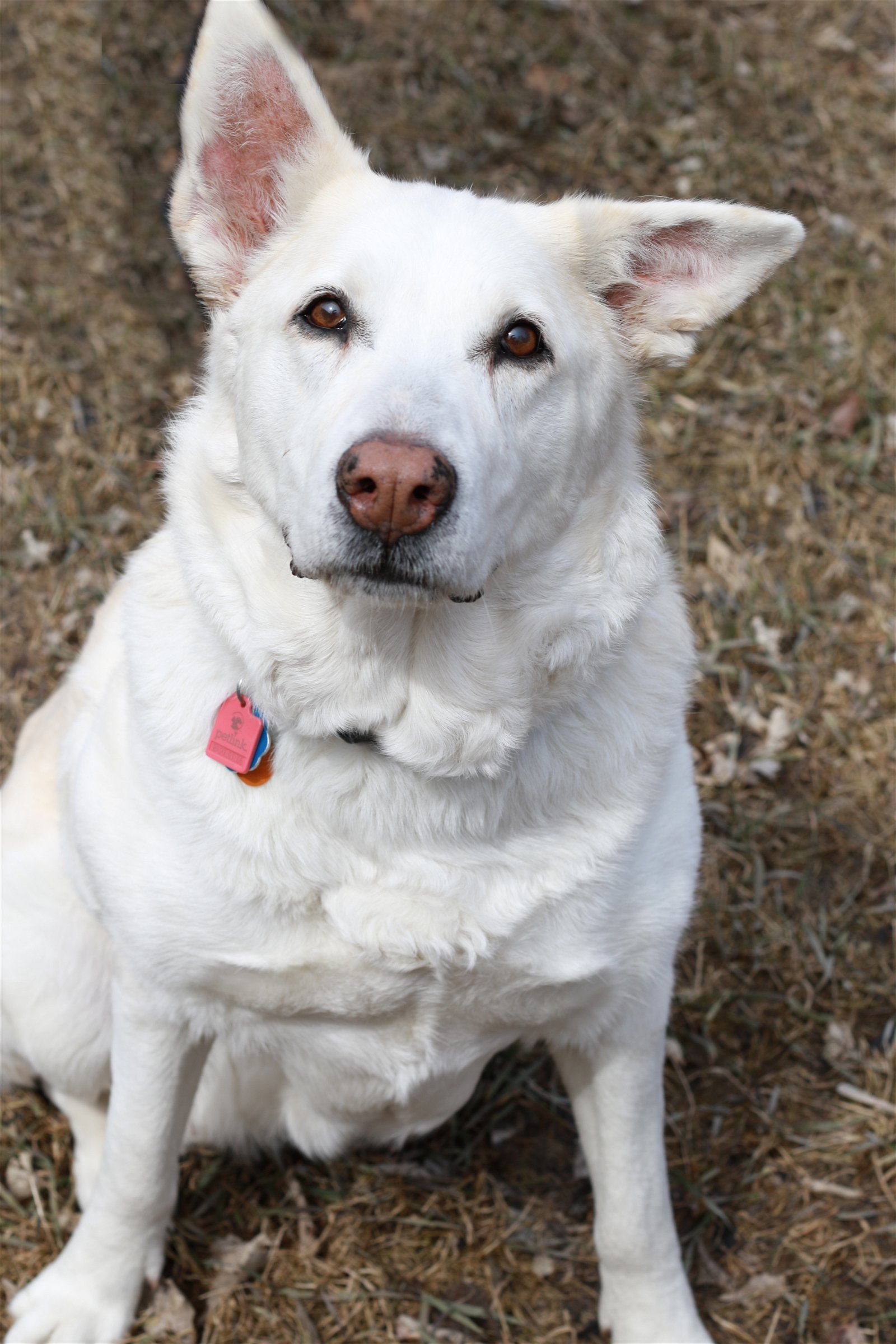Piper, an adoptable Labrador Retriever, Shepherd in Mankato, MN, 56001 | Photo Image 1