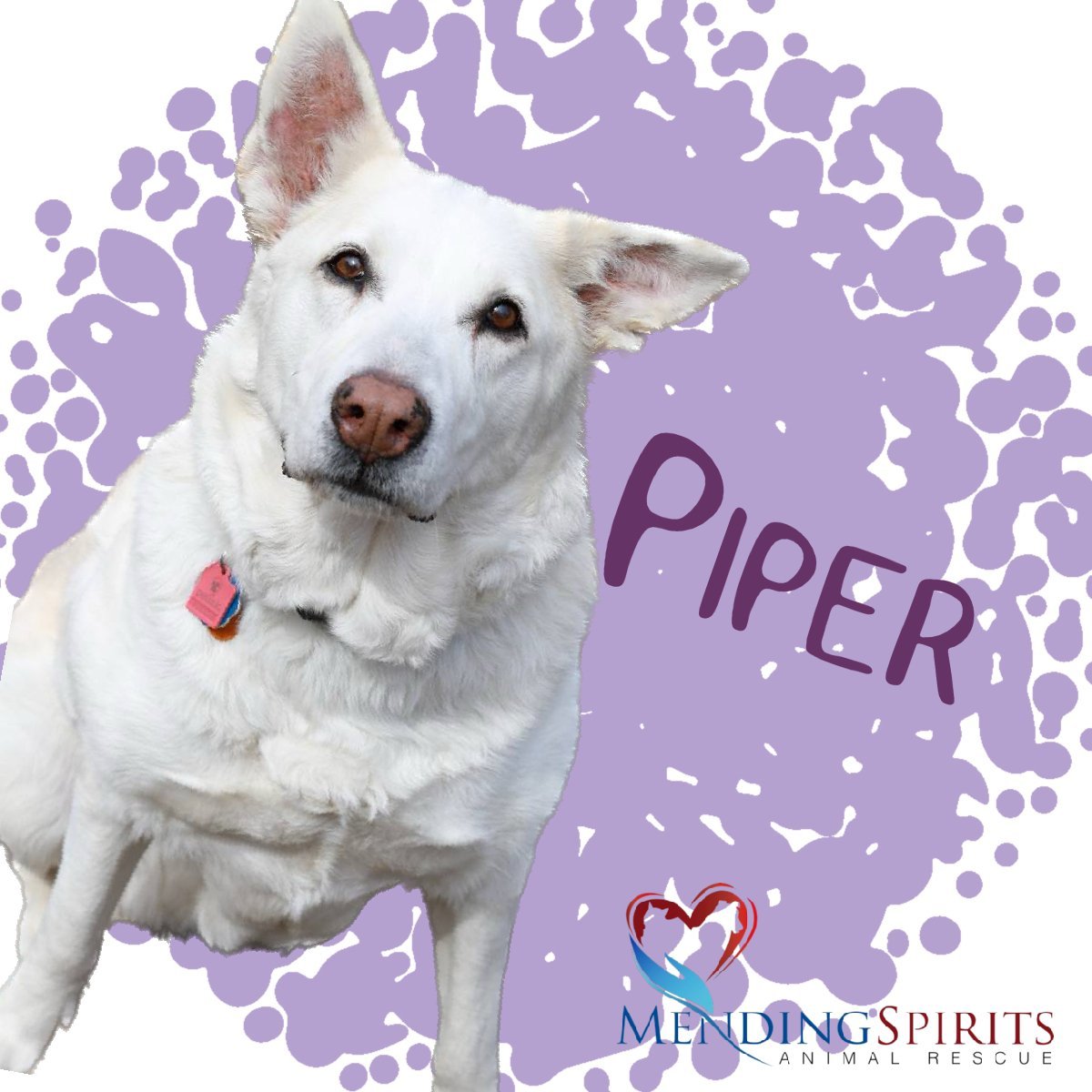 Piper, an adoptable Labrador Retriever, Shepherd in Mankato, MN, 56001 | Photo Image 2