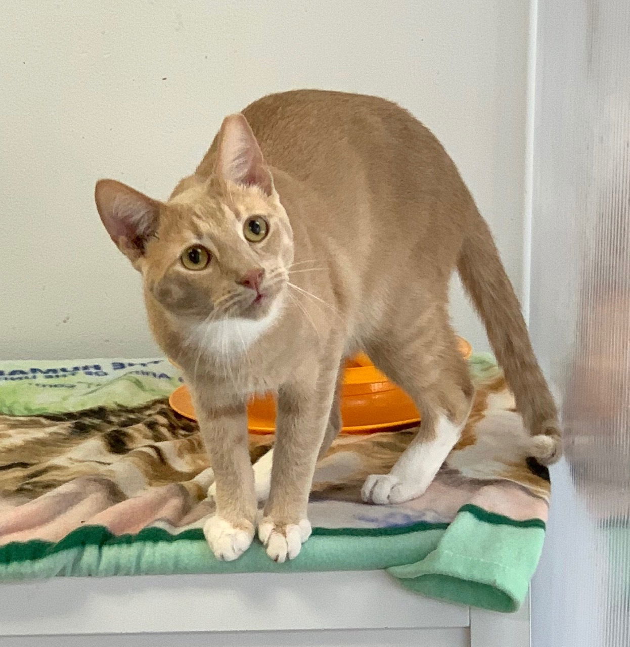 Cheddar, an adoptable Domestic Short Hair in Margate, FL, 33068 | Photo Image 2