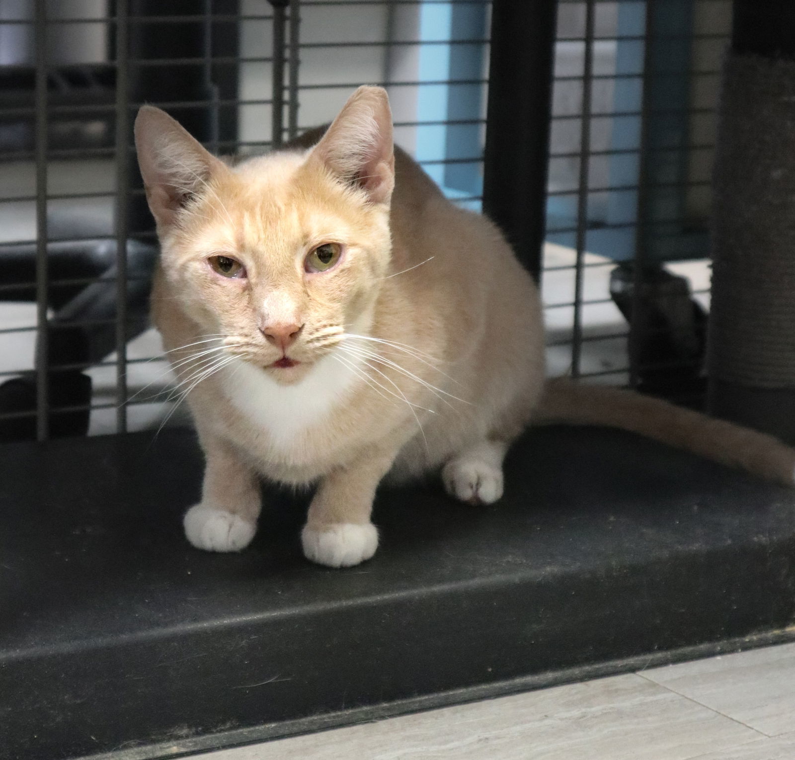 Cheddar, an adoptable Domestic Short Hair in Margate, FL, 33068 | Photo Image 5