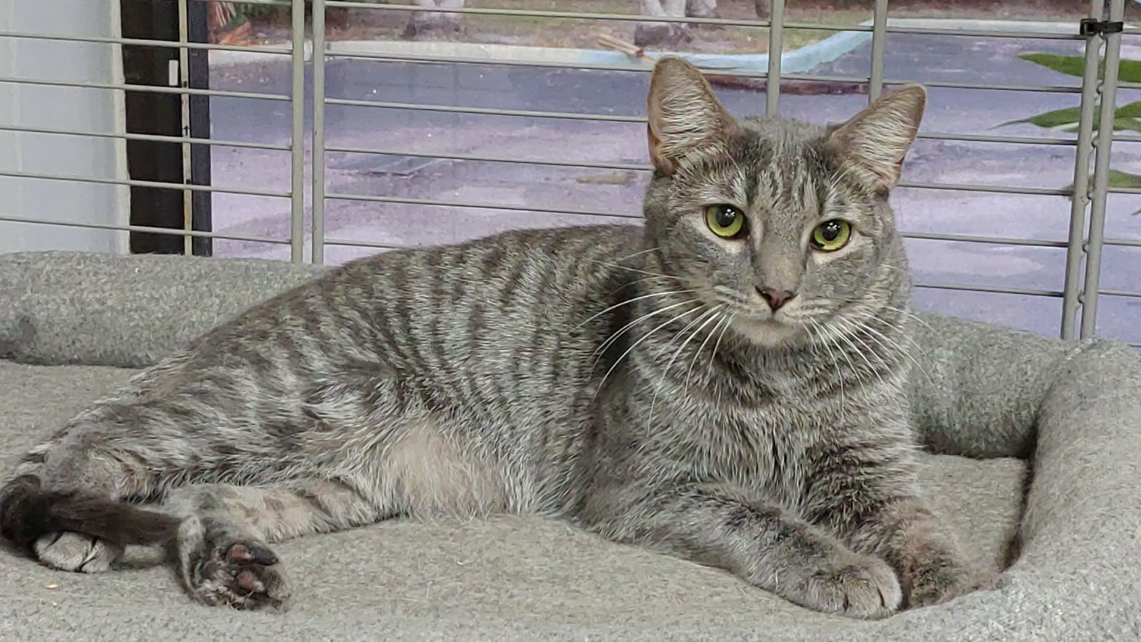 Silver, an adoptable Domestic Short Hair in Margate, FL, 33068 | Photo Image 1