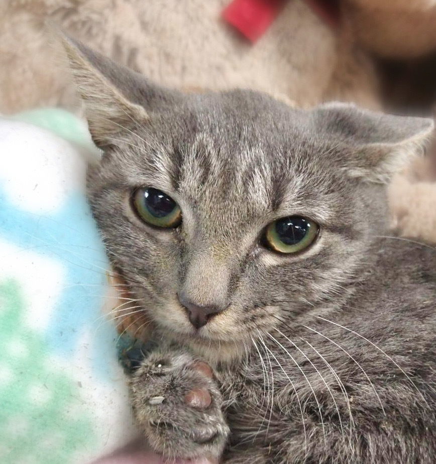 Silver, an adoptable Domestic Short Hair in Margate, FL, 33068 | Photo Image 4