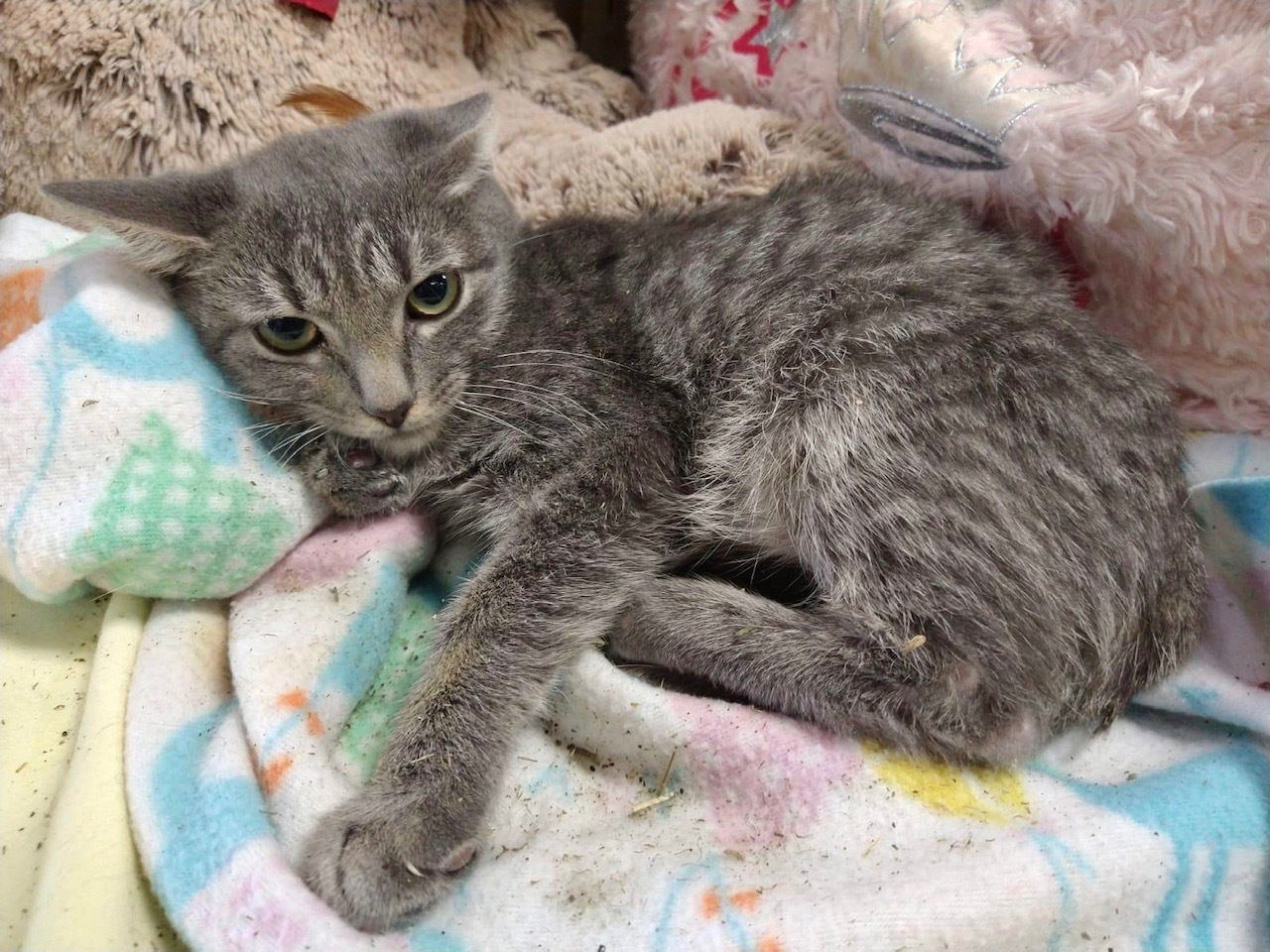 Silver, an adoptable Domestic Short Hair in Margate, FL, 33068 | Photo Image 5