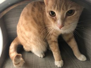Garfield, Adult Male unknown