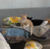 Garfield photo 5
