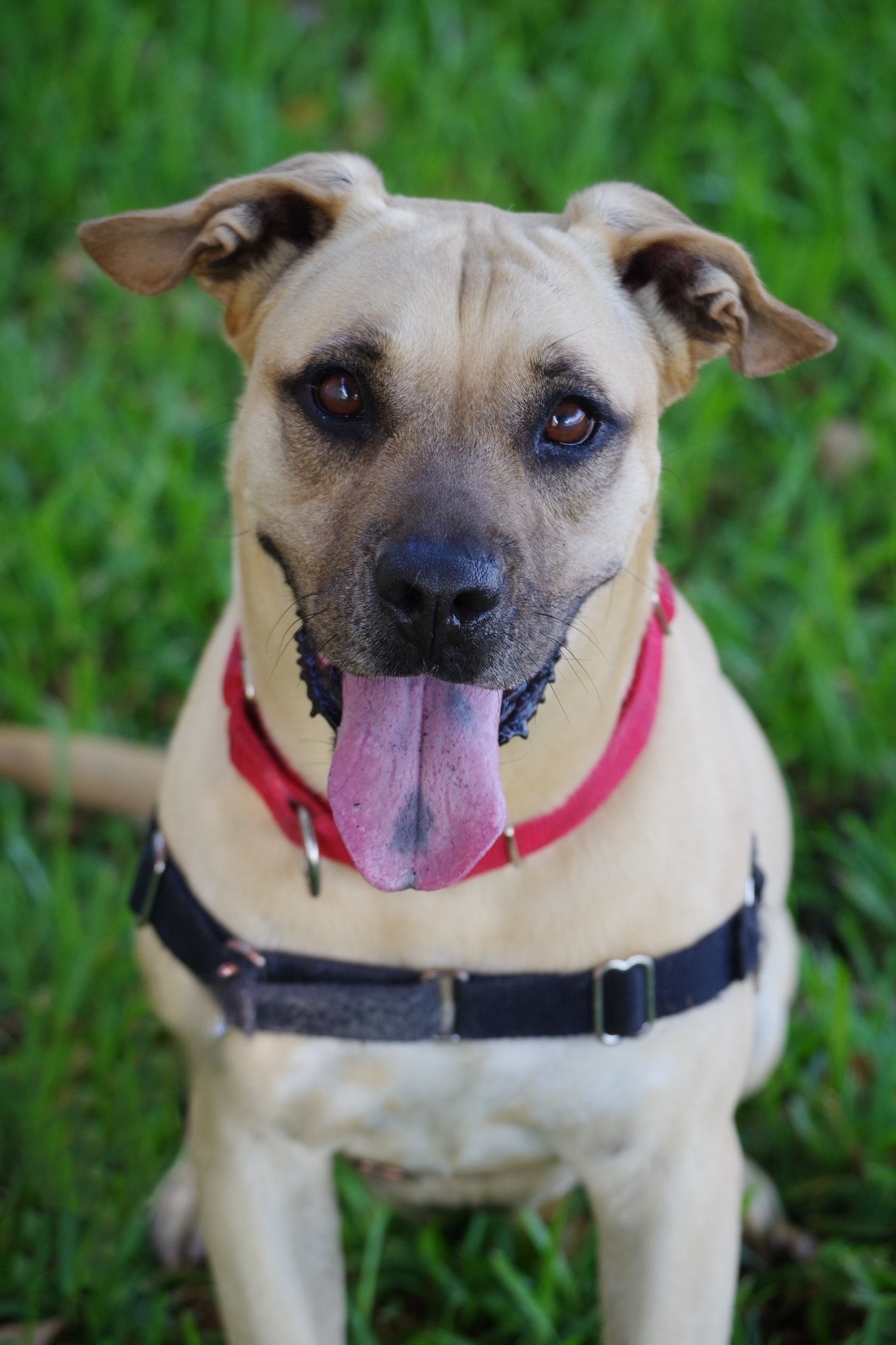 Mizuki, an adoptable American Bulldog in Miami, FL, 33158 | Photo Image 1