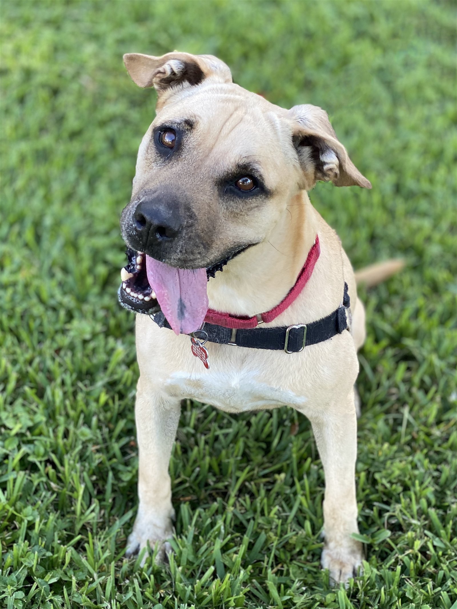 Mizuki, an adoptable American Bulldog in Miami, FL, 33158 | Photo Image 2