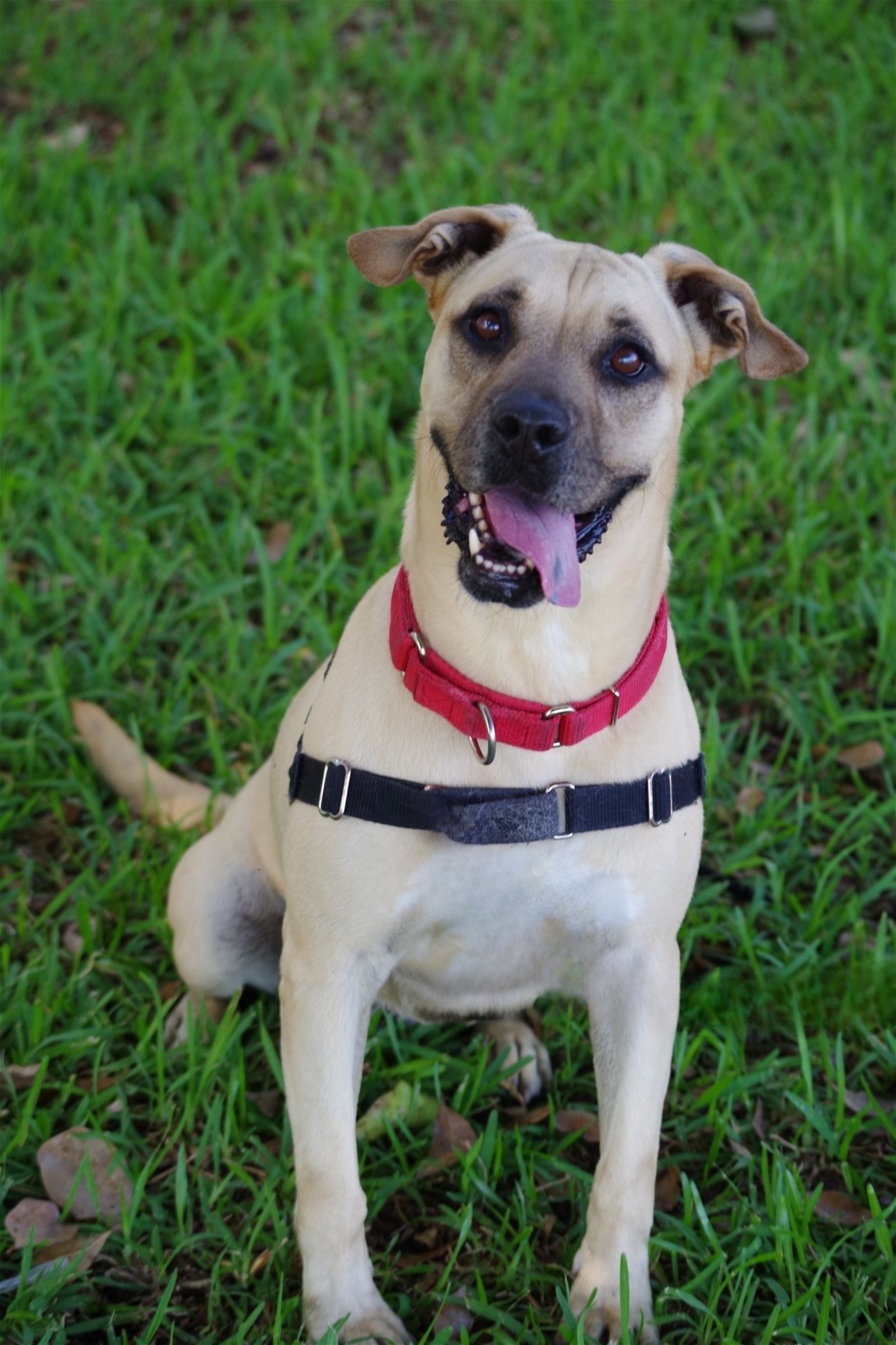 Mizuki, an adoptable American Bulldog in Miami, FL, 33158 | Photo Image 3