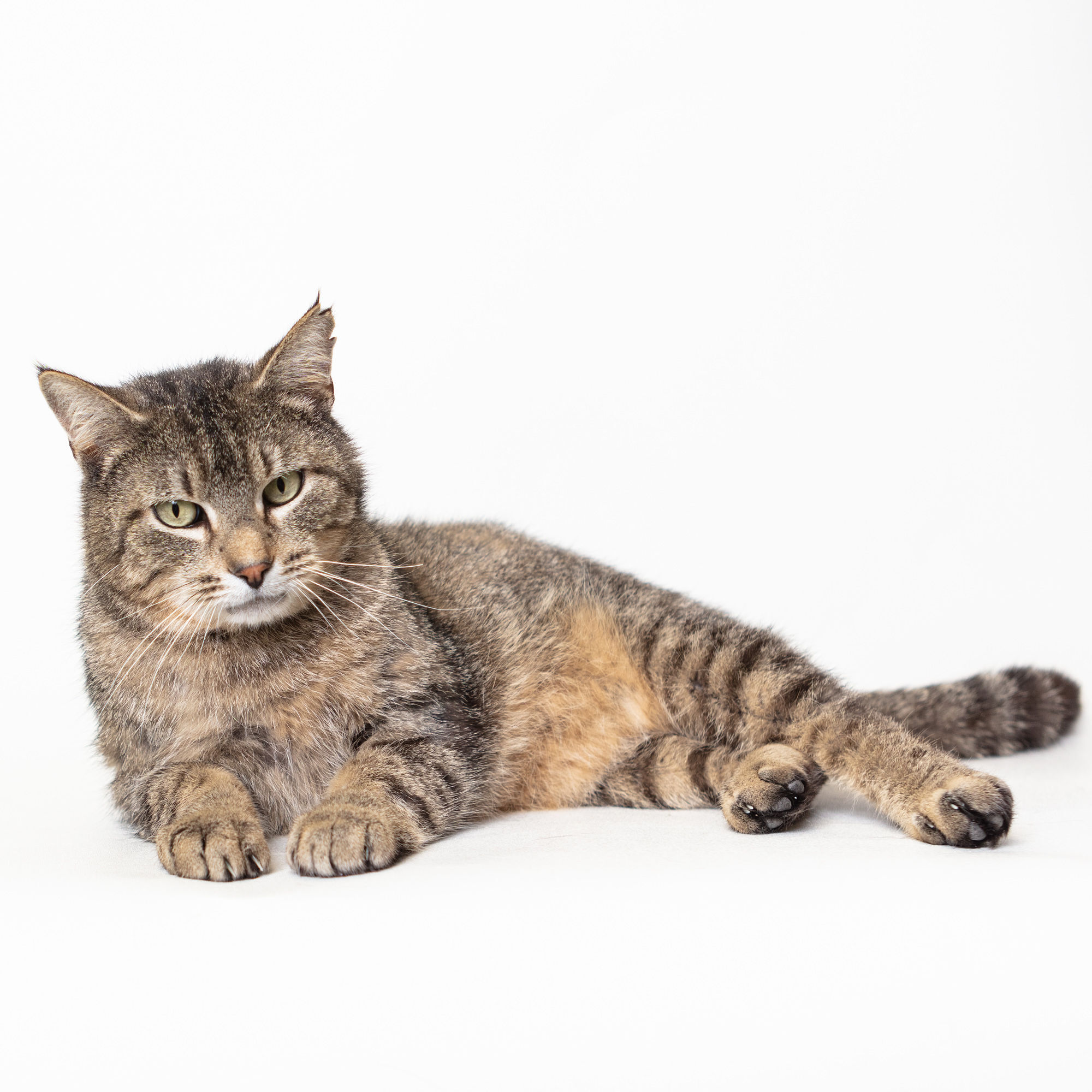 Lucky, an adoptable Domestic Short Hair in Springfield, IL, 62702 | Photo Image 1