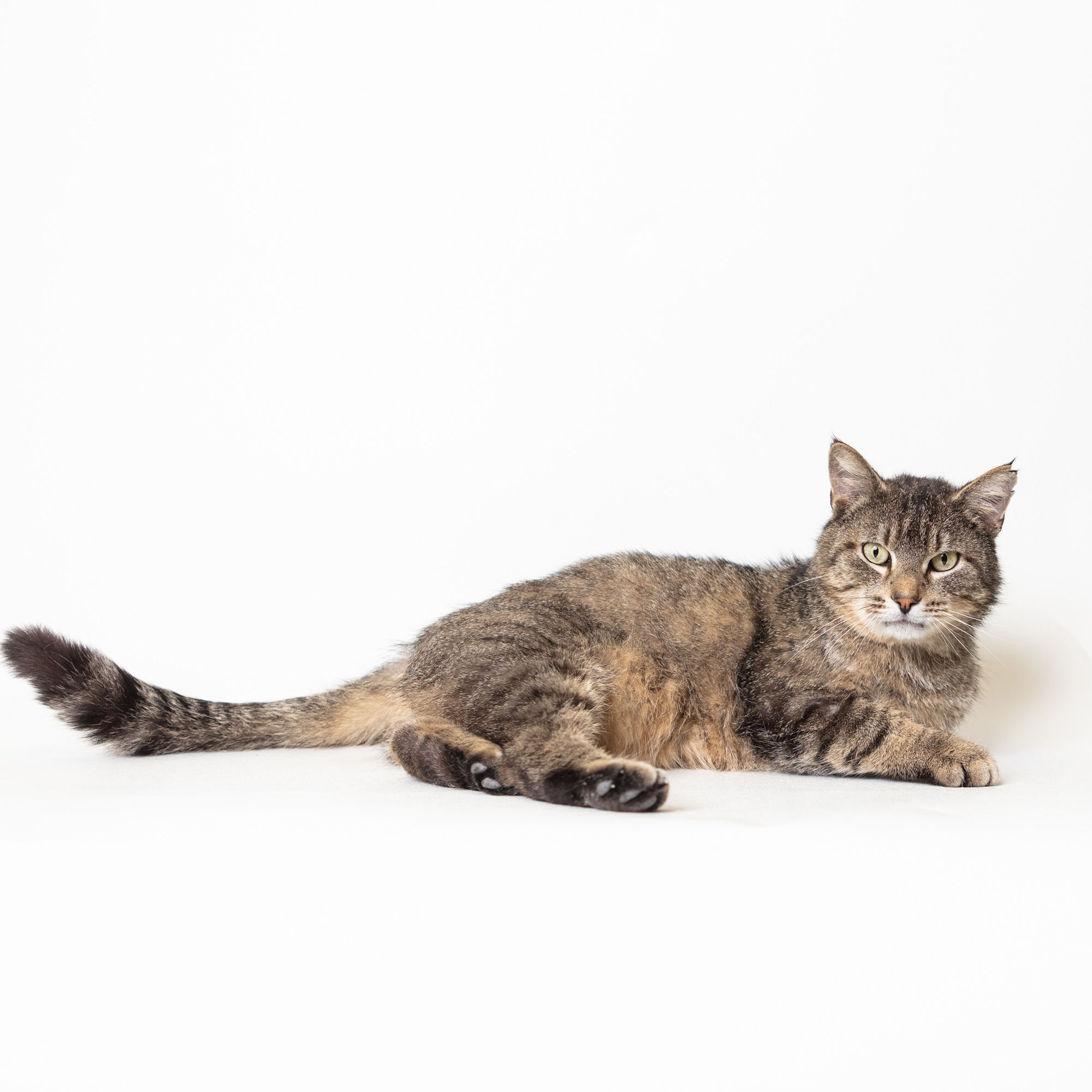 Lucky, an adoptable Domestic Short Hair in Springfield, IL, 62702 | Photo Image 2