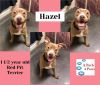 Hazel photo 2