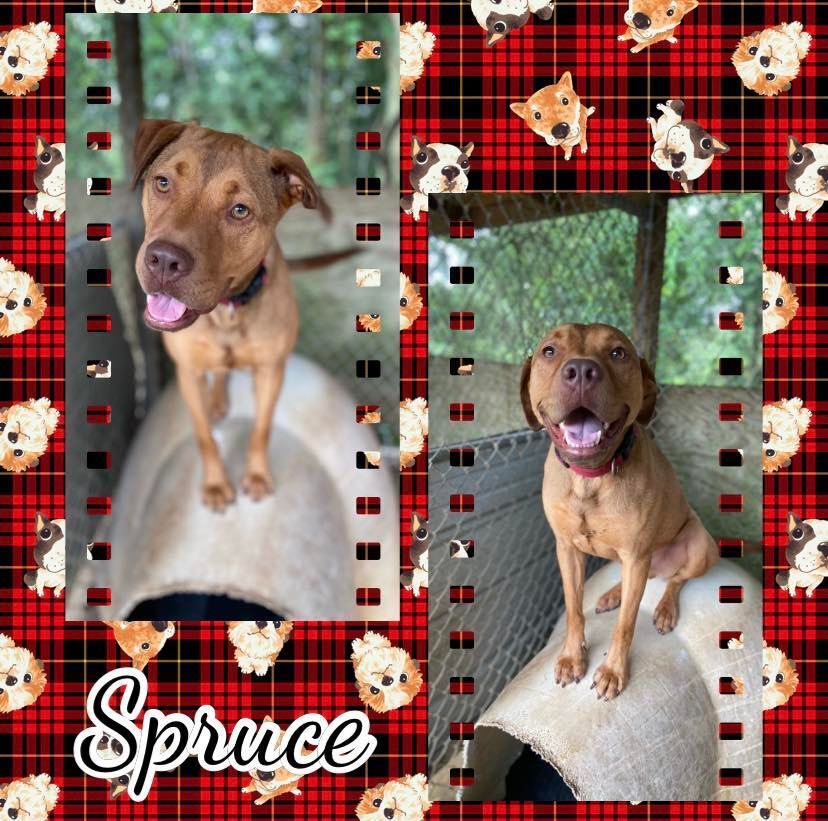 Spruce, an adoptable Pit Bull Terrier, Labrador Retriever in Enterprise, AL, 36330 | Photo Image 1