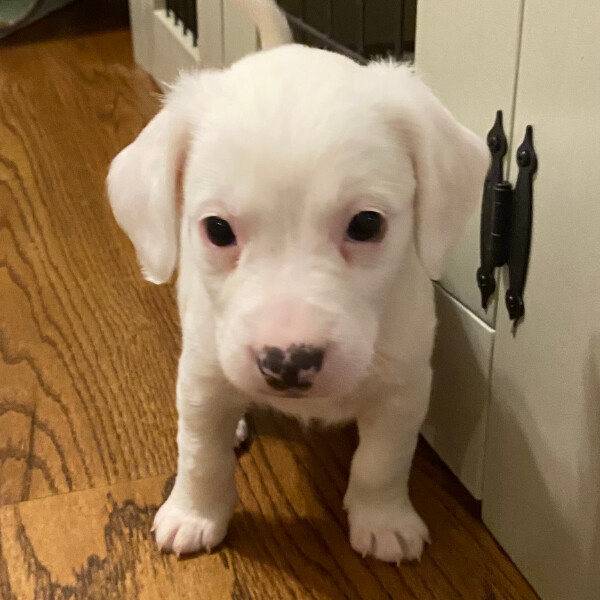 Dog For Adoption Curly A Terrier Spaniel Mix In Nashville Tn Petfinder