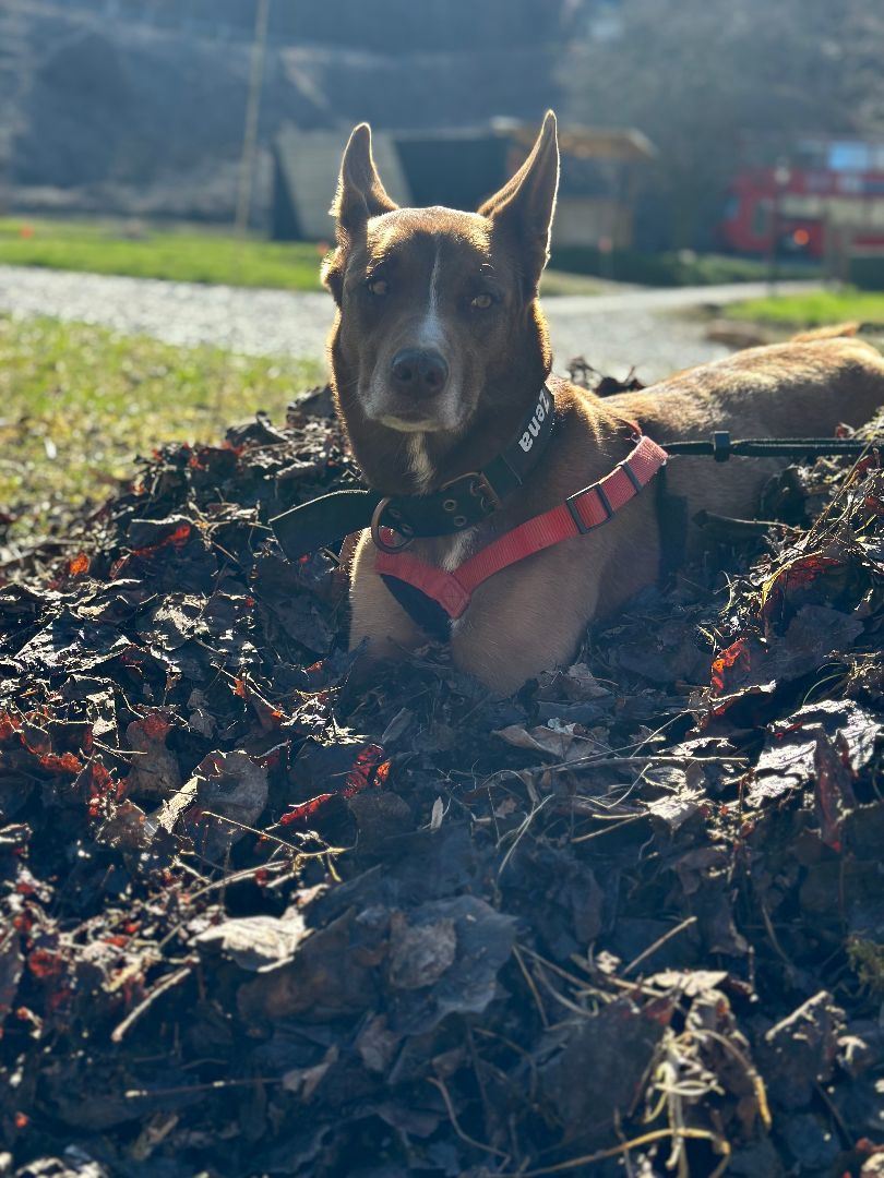 Zena, an adoptable Australian Kelpie in Bryson City, NC, 28713 | Photo Image 2