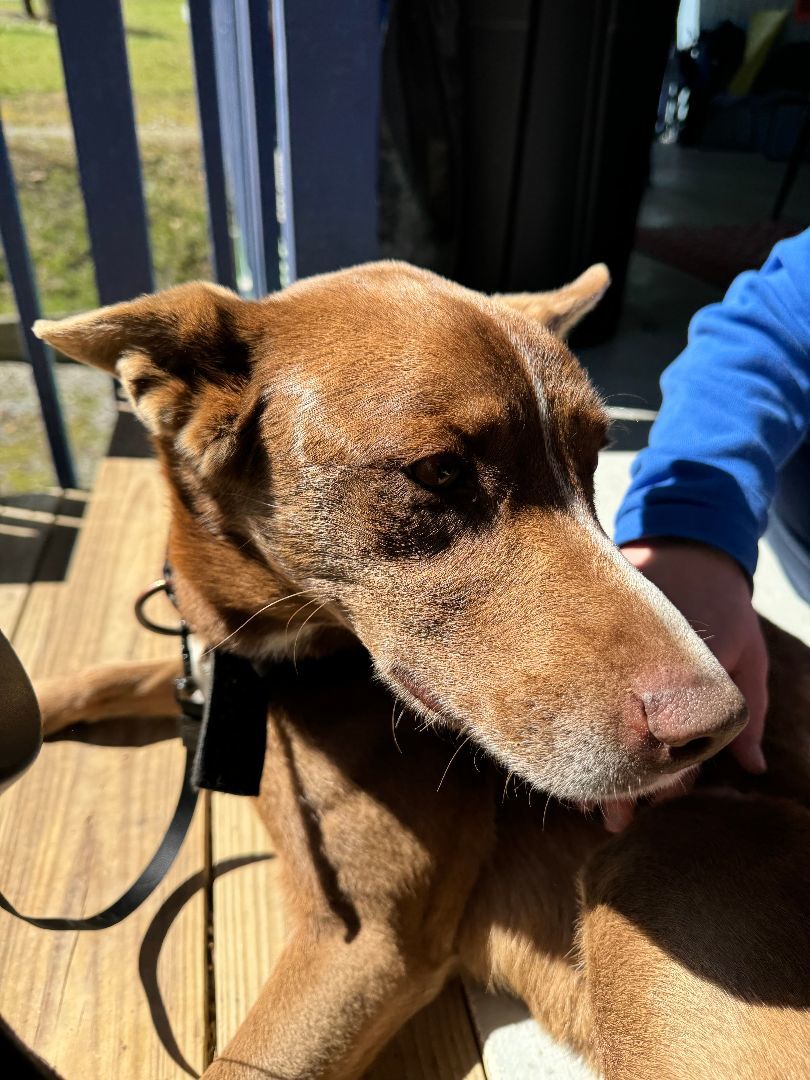 Zena, an adoptable Australian Kelpie in Bryson City, NC, 28713 | Photo Image 3