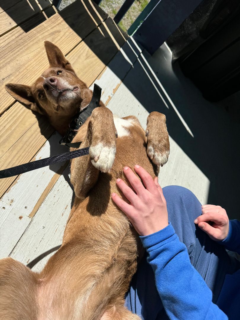 Zena, an adoptable Australian Kelpie in Bryson City, NC, 28713 | Photo Image 4