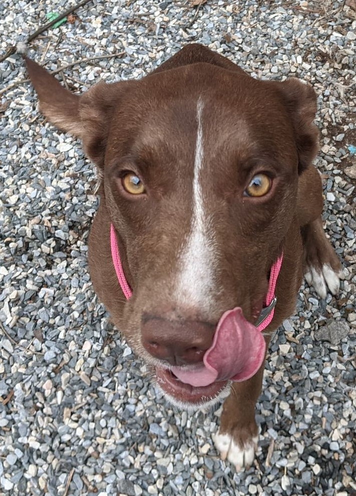 Zena, an adoptable Australian Kelpie in Bryson City, NC, 28713 | Photo Image 5