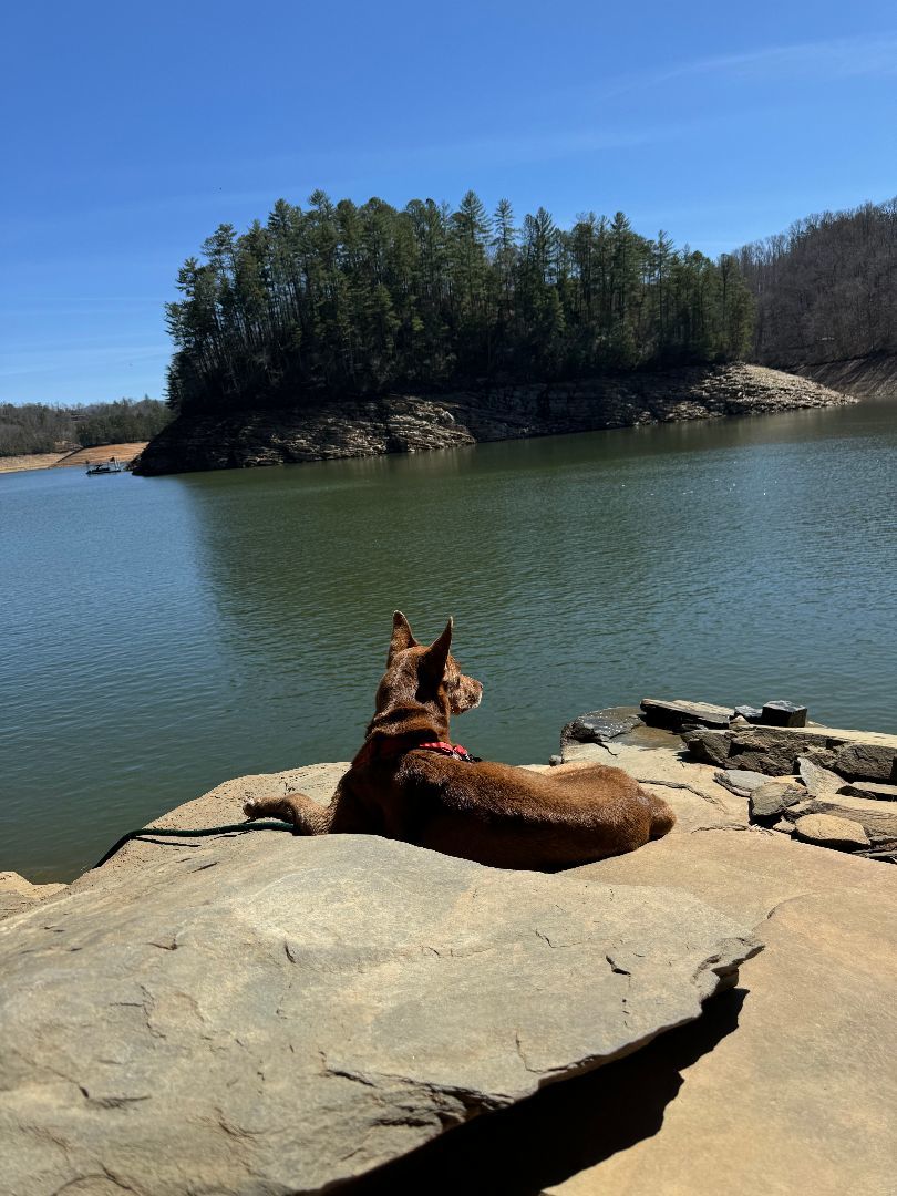 Zena, an adoptable Australian Kelpie in Bryson City, NC, 28713 | Photo Image 1