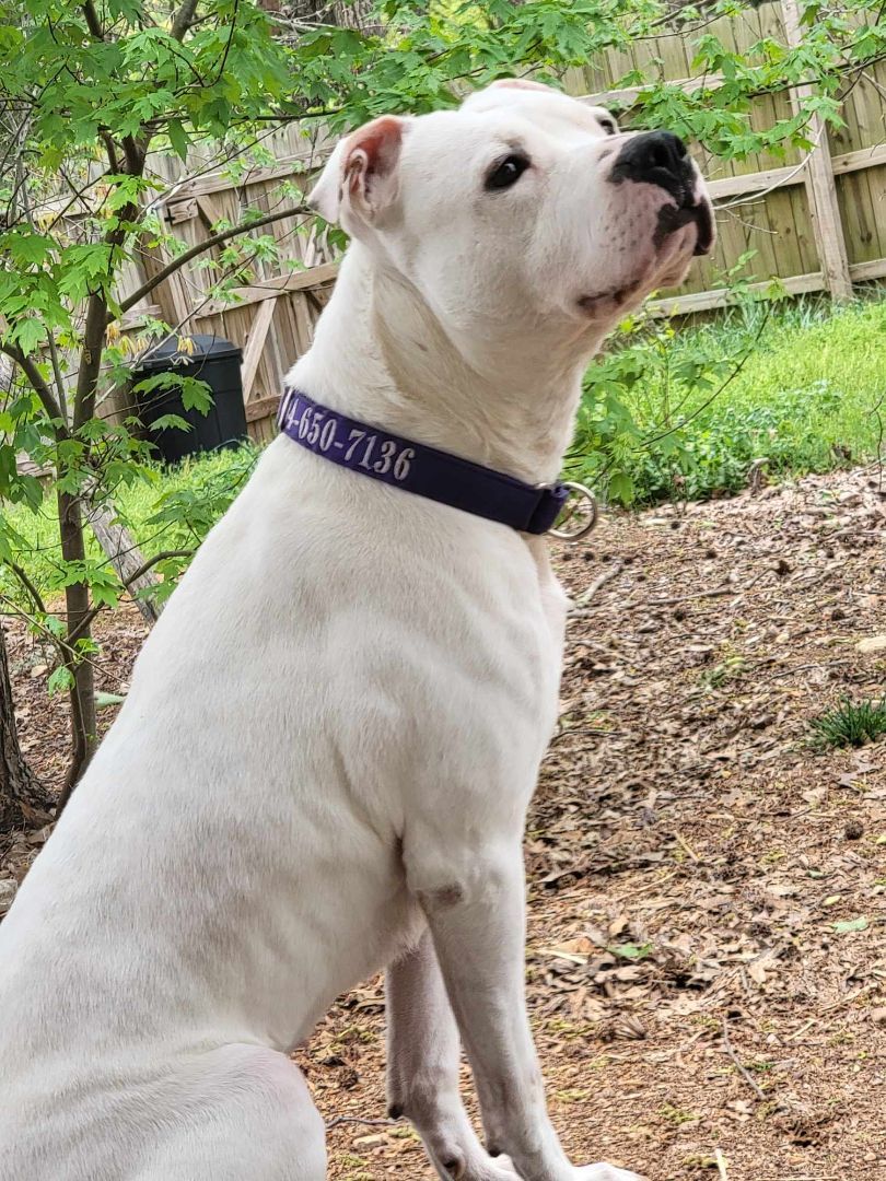 Mila Grace, an adoptable American Staffordshire Terrier, American Bulldog in Charlotte, NC, 28215 | Photo Image 1