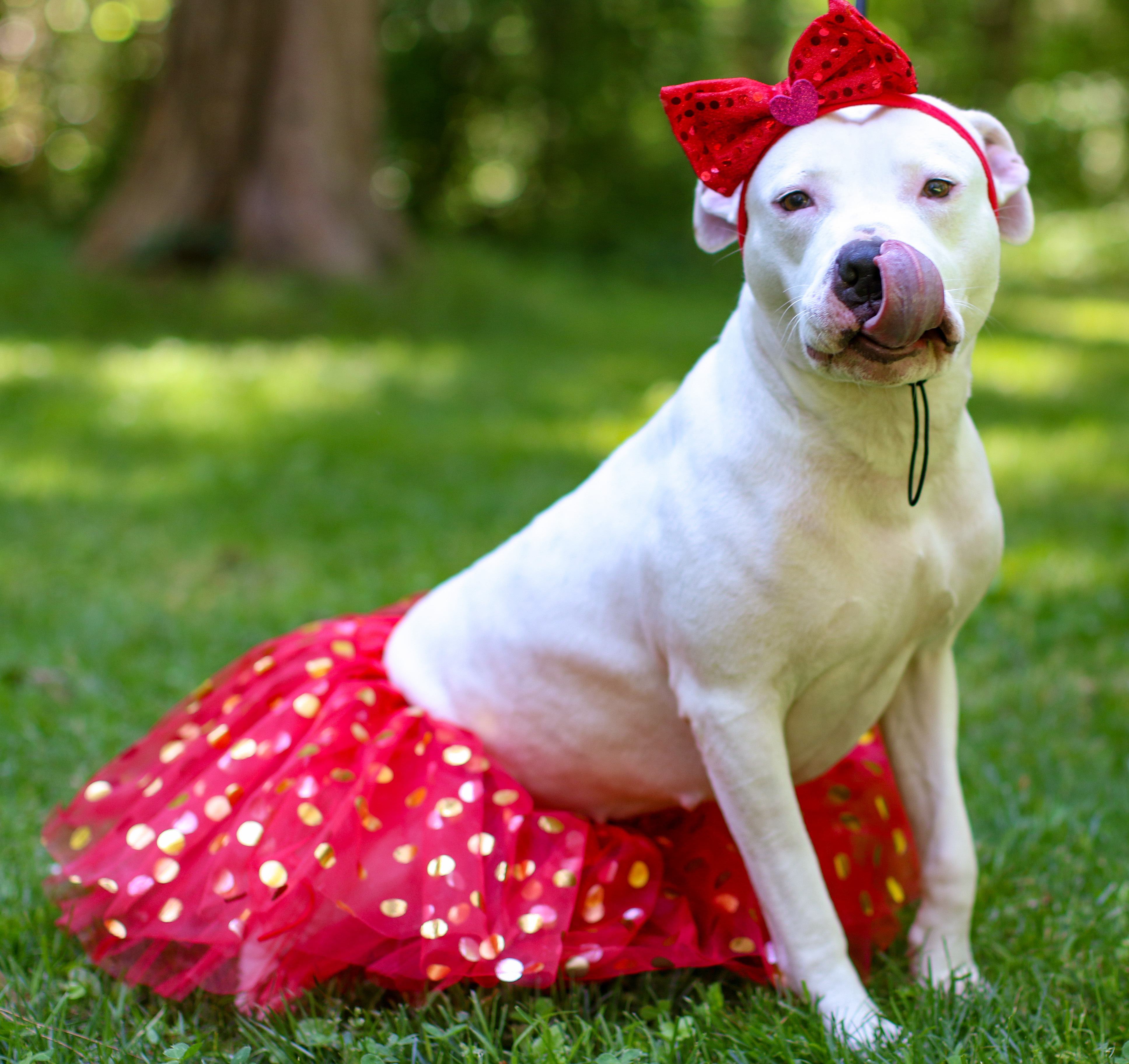 Mila Grace, an adoptable American Staffordshire Terrier, American Bulldog in Charlotte, NC, 28215 | Photo Image 3