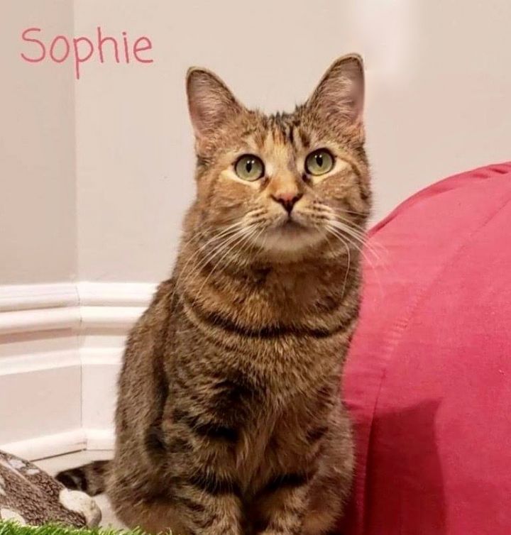 Sophie 1