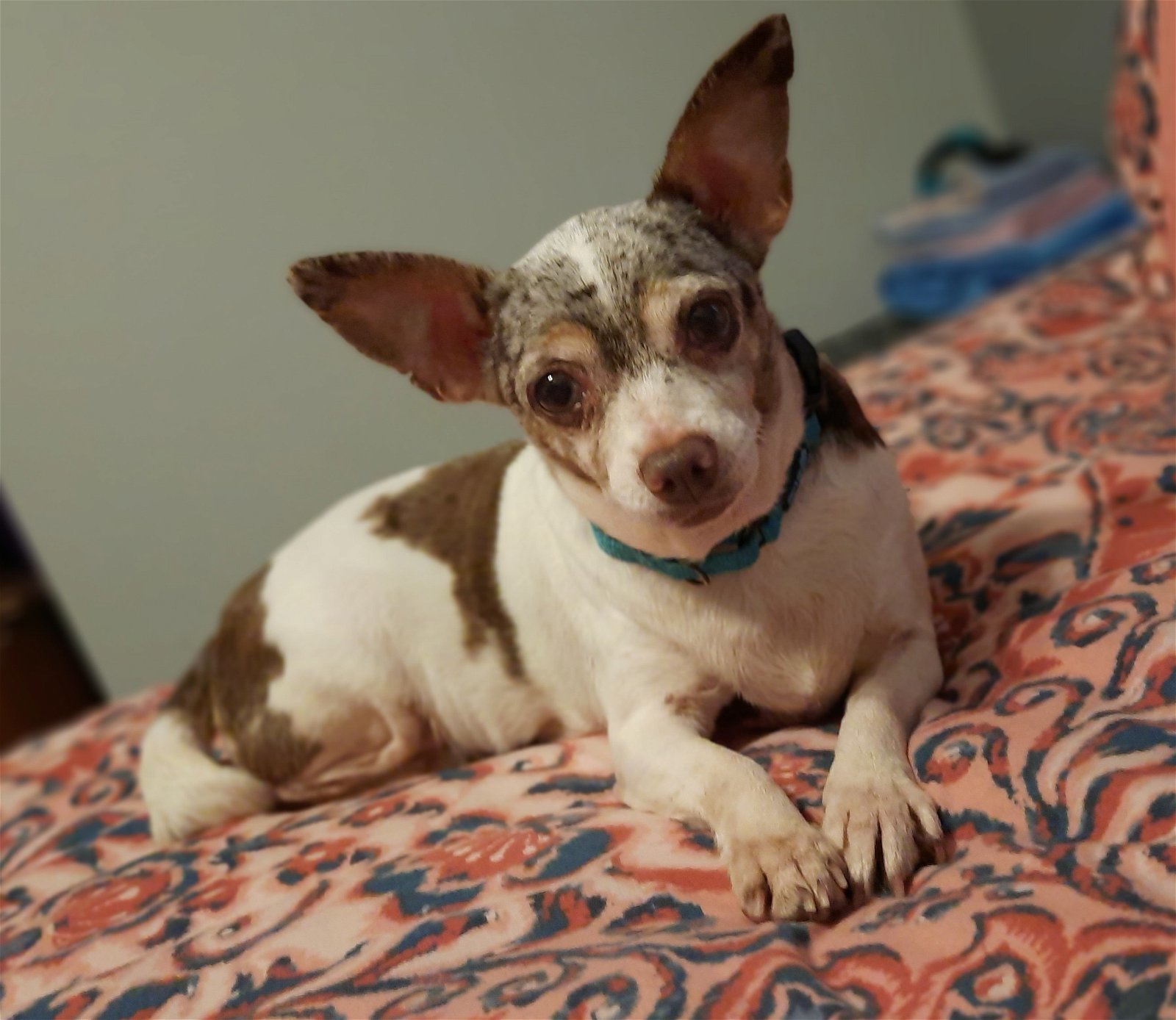 Piglet bonded with Peppa Pig, an adoptable Chihuahua in Woodbridge, CT, 06525 | Photo Image 2